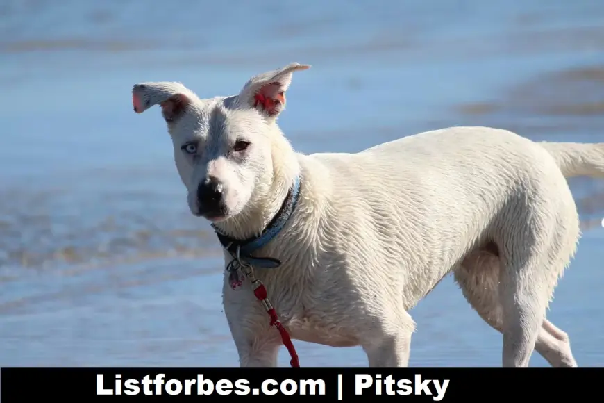 Why the Pitsky is the Perfect Pitbull-Husky Mix for You