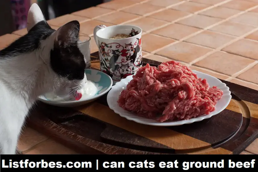 Can Cats Eat Ground Beef? Exploring the Benefits and Risks