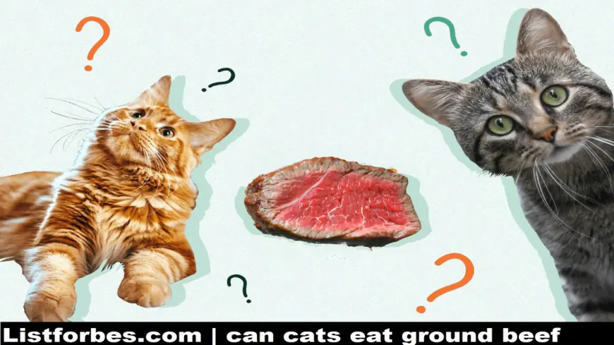 can cats eat ground beef