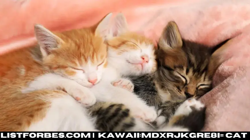 How to Choose a Kawaii:mdxrjkgre8i= Cat