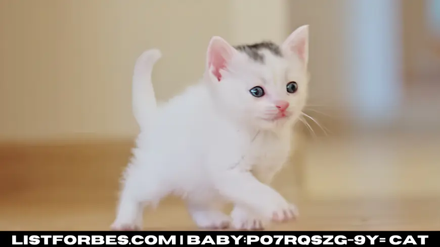 Baby:po7rqszg-9y= Cat