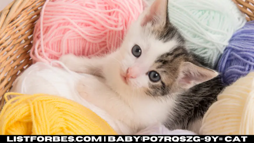 The Baby:po7rqszg-9y= Cat Phenomenon: Why We’re All Obsessed with Kittens